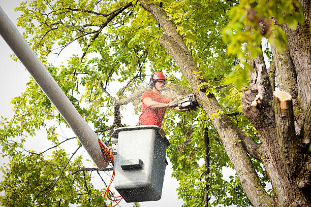 Tree and Shrub Care in Trowbridge Park, MI